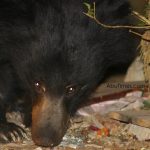 bears in mount abu