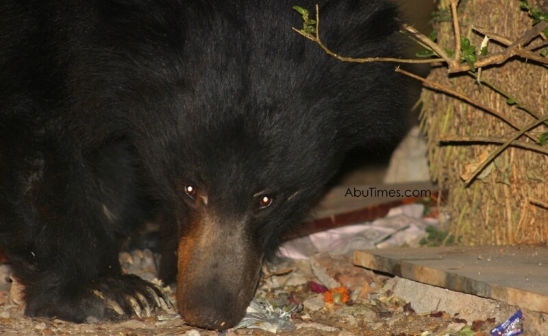 bears in mount abu