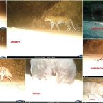 night pictures of mount abu wild animals