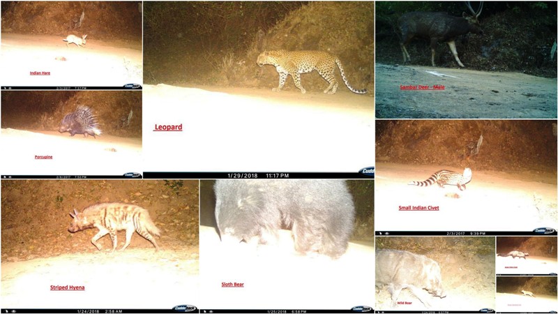 night pictures of mount abu wild animals