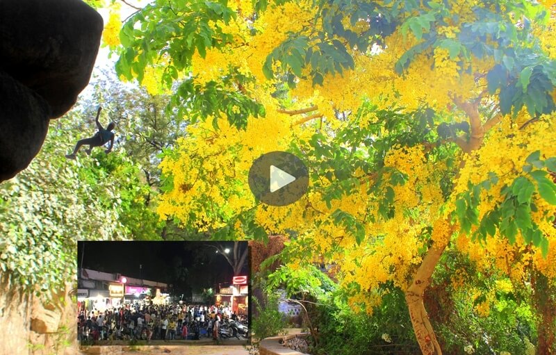 amaltas tree with adventure doing mountaineer in mount abu