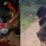 bear attack mount abu