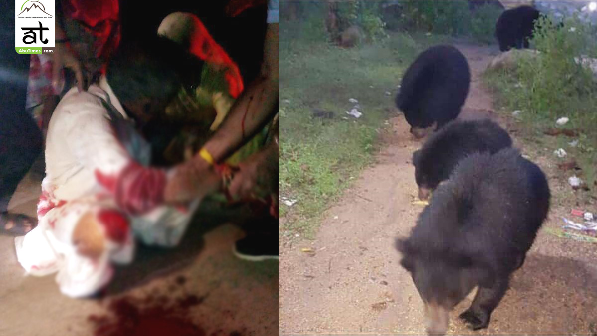 bear attack mount abu