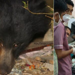 bear attack mount abu