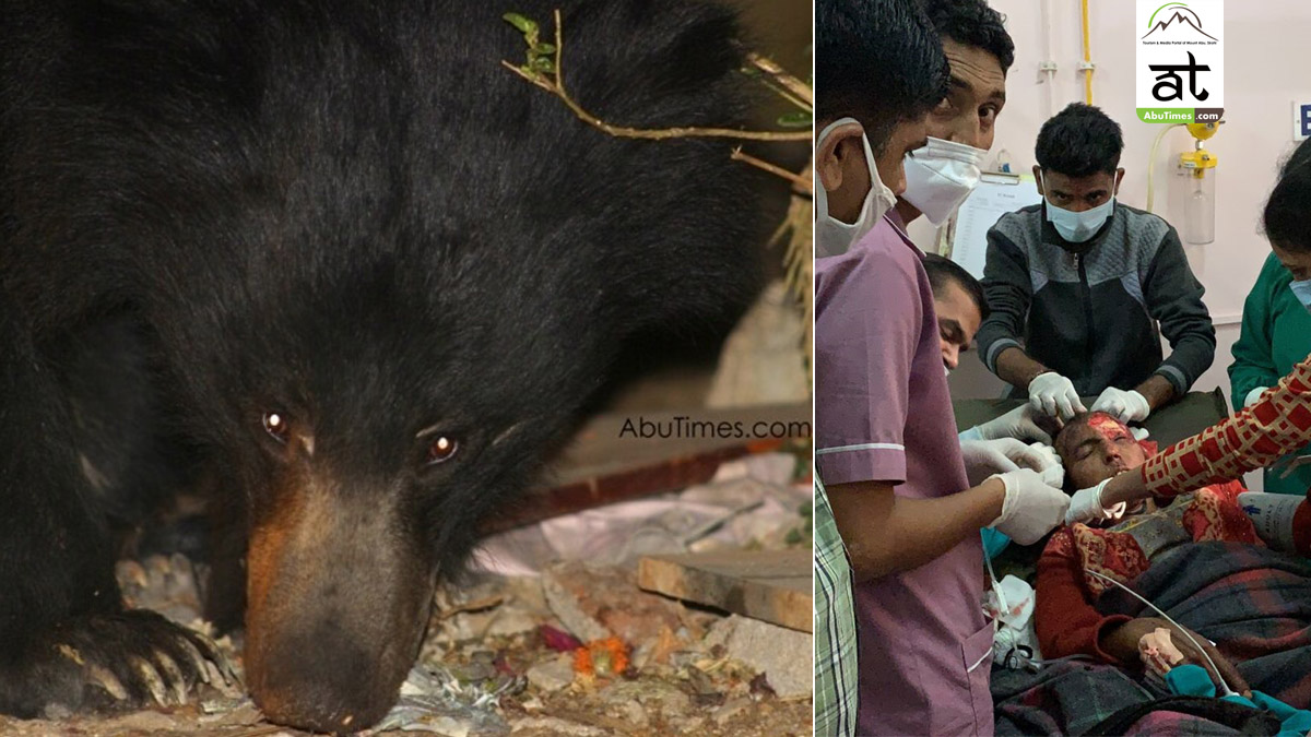 bear attack mount abu